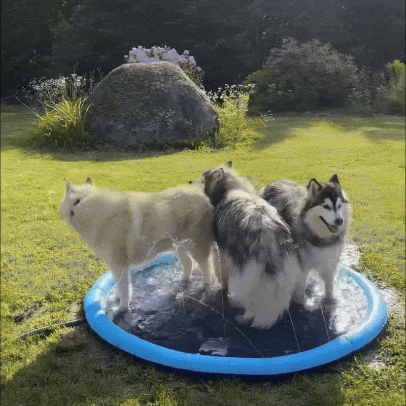 GIF 2