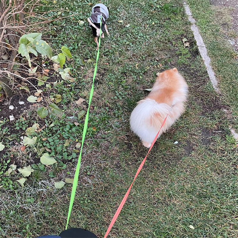 Retractable Dog Leash for Small Dogs — Reflective Dual Lead with 360° Swivel & Built-in LED Lights